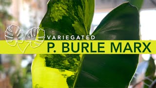 Propagating and Potting up a Philodendron Variegated Burle Marx [upl. by Rigby]