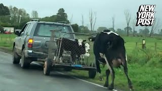 Desperate cow chases after her calves on their way to slaughter  New York Post [upl. by Pagas]