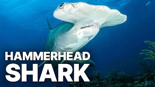 The Big Hammerhead Shark Of Rangiroa  Underwater Documentary [upl. by Larual948]