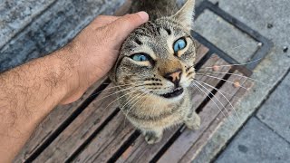 Friendly tabby cat with extremely beautiful green eyes [upl. by Pinckney115]