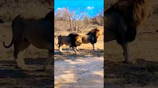 Grandes Leones de Melenas Oscuras Machos Modilto lion leão short safari bigcat africa [upl. by Keffer]