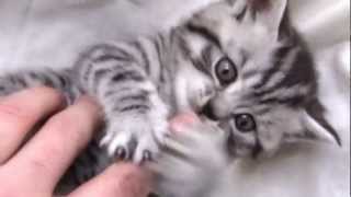 British Shorthair Silver Tabby [upl. by Balthazar]