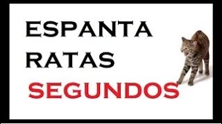 sonido de GATAS para 🔴ESPANTAR RATONES🔴 [upl. by Aek]