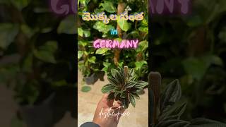 Pflanzen in Germany plants garden trending viralvideo berlin germany relaxing nature europe [upl. by Burnside]