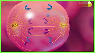 Behind the Scenes of Cell Reproduction Mitotic Cycle Explained  The Magic of Cell Division [upl. by Hugh]