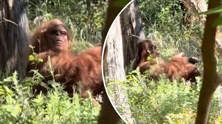 Bigfoot captured in wild viral video by terrified hiker ‘Scariest moment of my life’ [upl. by Proud]