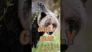 Discover the Surprising Life of Grizzlies [upl. by Akialam451]