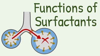 Functions of Surfactants in Alveoli [upl. by Gert]