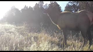 Spike Elk Passing By elk [upl. by Fridell907]