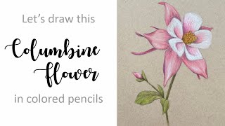 Columbine Flower in Colored Pencils [upl. by Zeus]