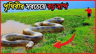 পৃথিবীর সবচেয়ে বড় সাপের সন্ধান অ্যামাজন জঙ্গলে  World Biggest Snakes Found in Amazon Jungle [upl. by Adnauq575]