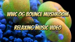 WWC OG bounce mushroom 🍄  relaxing music video [upl. by Huntlee764]