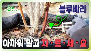 정지전정이 5년의 수확량을 좌우합니다 ㅣ 블루베리 정지전정의 모든것 ㅣ 과감하게 자르세요 ㅣ 순서부터 방법까지 [upl. by Ahsieyk]