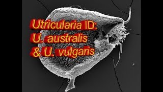 Utricularia ID U australis amp U vulgaris [upl. by Alrats]