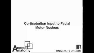 Corticobulbar Facial [upl. by Yniatirb]