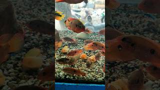 How to Set Up the Perfect Tank for Cichlidae Fish  Aquarium setup  aquariumfish fishtank [upl. by Bohlin972]