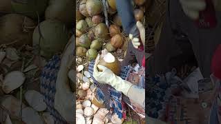 Coconut Cutting Skills SHOCKINGLY Fast for Fresh Juice fruit shorts [upl. by Yetah553]