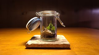 How To make a Tiny Tree Moss Terrarium QUICK BUILD [upl. by Dyke]