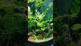 Bowl ecosystem with rilli shrimps and Celestial Pearl danios🫧🐟 relaxing aquascape aquarium [upl. by Neill]