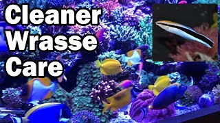 Cleaner Wrasse Care A How To Guide from AquariumDepotcom [upl. by Gizela]