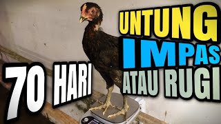 Ayam KUB2 quotAndai Dipanen Umur 70 Hariquot [upl. by Cully]