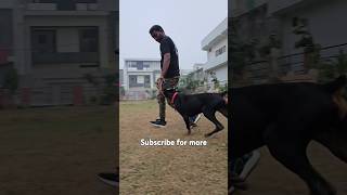 Dog follow up training dogshorts viralshorts trendingshorts [upl. by Avlasor]