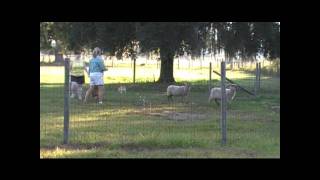 Bernie  Pembroke Welsh Corgi  Herding [upl. by Yevoc]