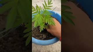 Genda ke plant ko kaise lagae viral gardening hacks [upl. by Noma]