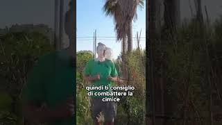 ATTENZIONE ALLE CIMICI  GUARDA IL VIDEO COMPLETO shorts [upl. by Ivanah16]