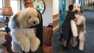 This Sheepadoodle Is The Fluffiest Therapy Dog Around [upl. by Ahser889]