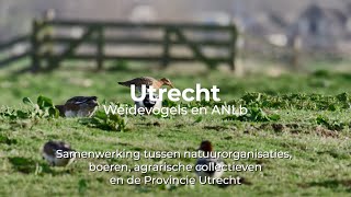 Documentaire Weidevogelbeheer Utrecht [upl. by Karina560]