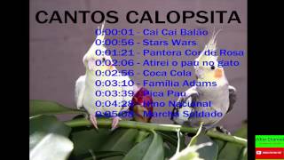 Cantos Para Amansar Calopsita e fazer ela cantar [upl. by Creedon]