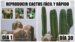 Como reproducir cactus fácil y rápido  How to Propagate Cactus Easy and Fast CC English [upl. by Daphie]