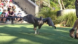 Bird Show  Taronga Zoo  April 2017 [upl. by Bonnice]