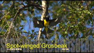 Spot winged Grosbeak 白点翅拟蜡嘴雀 [upl. by Roscoe471]