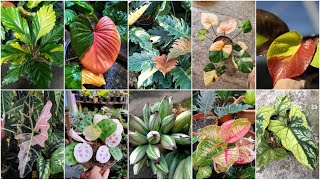 Rare Variegated Plant Varieties with Names [upl. by Will]