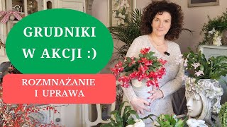 Jak uprawiać GRUDNIKA żeby często kwitł i nie zrzucał pąków  rozmnażanie i pielęgnacja Szlumbergery [upl. by Agemo]