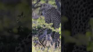 Cheetahs enjoy playing in the wild wildafrica wildlife [upl. by Vidda]