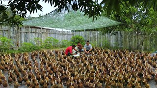 Amazing Duck Farming Technique  Raising hundreds of Itik Pinas Ducks From Coop to Freerange [upl. by Hsara]