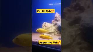 Cichlid fish to be aggressive ♥️🔥😍 fish fishtank cichlid monsterfish shorts [upl. by Mandel645]