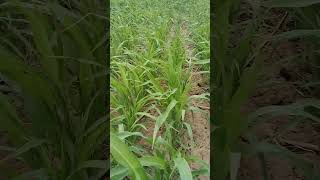 nature villagelife farminglife rajasthaniclture marwari viralvideo [upl. by Ruder652]