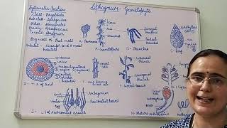 Sphagnum  Gametophyte [upl. by Jacinthe40]