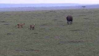 Lions Harassing a Cape Buffalo [upl. by Ellicec589]