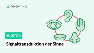 Signaltransduktion der fünf Sinne  AMBOSS Auditor [upl. by Odlanyer676]