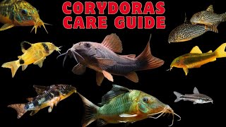 Corydoras catfish care Guide corydorascatfishare corydorascatfish [upl. by Hyatt]