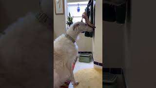 Shoe stretcher for sale 40 OBO borzoi balance shoe fashion dogsofyoutube doglife forsale [upl. by Ymassej]