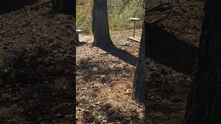 Lightning strike damage on ridgeline trees  Arkabutla [upl. by Imoyik]