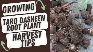 Growing Taro Dasheen Root Plant And Harvest Tips [upl. by Namron]