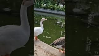 Ducks Enjoying at Duckpond at Guru Gobind Singh Ji Museum ducks nanded travel nature [upl. by Lothar687]