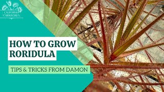 How to Grow Roridula [upl. by Standish664]